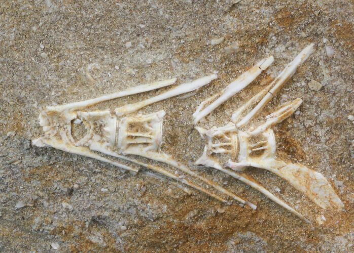 Long Associated Fish Vertebra - Cretaceous #38450